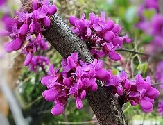 九州娱乐平台-关于忻州紫荆花客场收获三分，晋级积分榜的信息